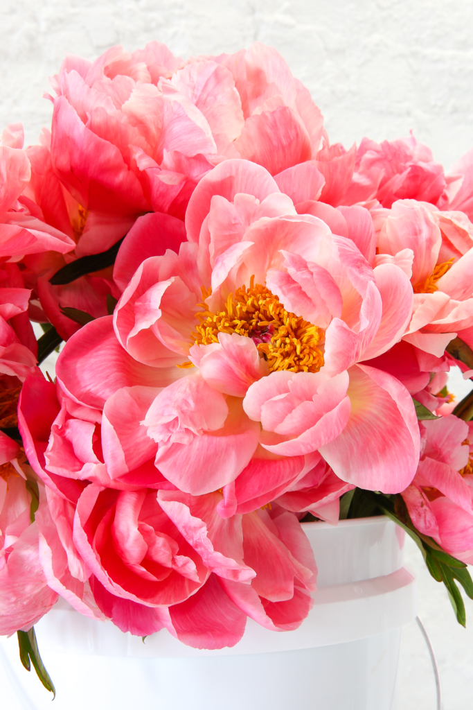 Follow these simple tips to help your peonies last longer! Extend the life of your peonies with this easy tricks!