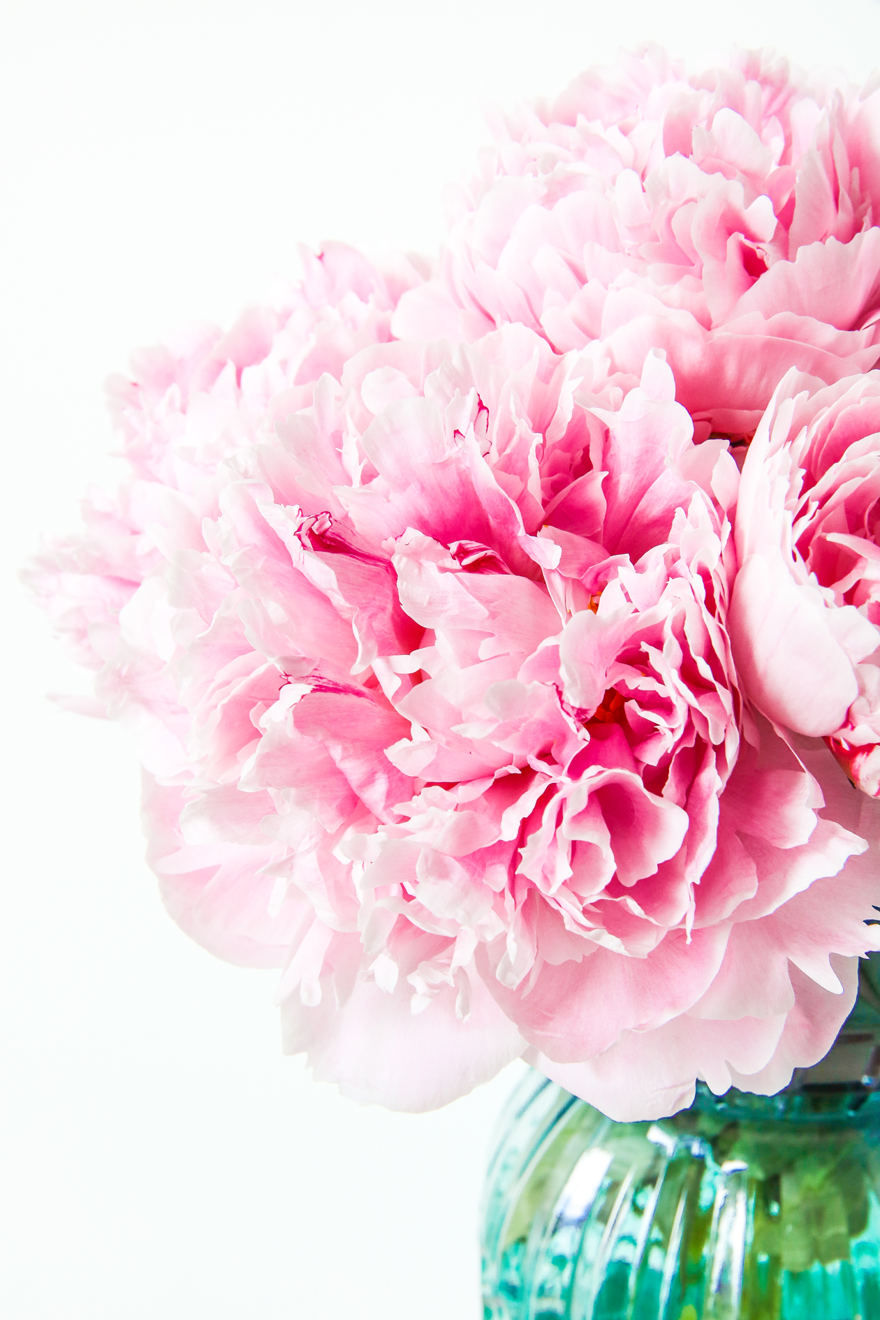  Follow these simple tips to help your peonies last longer! Extend the life of your peonies with this easy tricks!